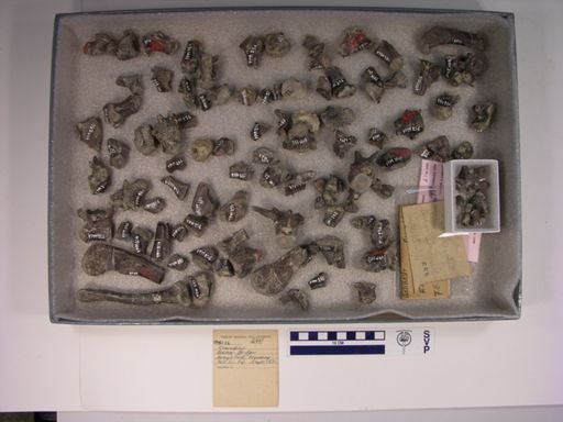 Crocodilus sp.