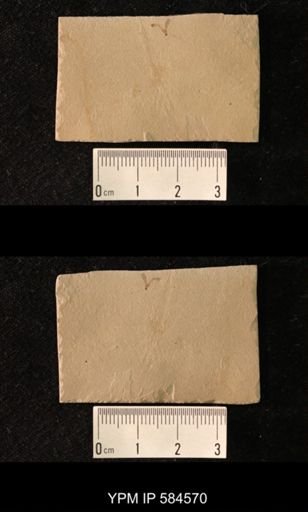 undet. Hymenoptera