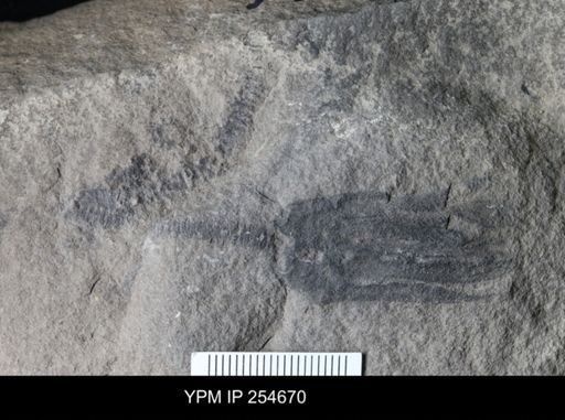 Crinoidea