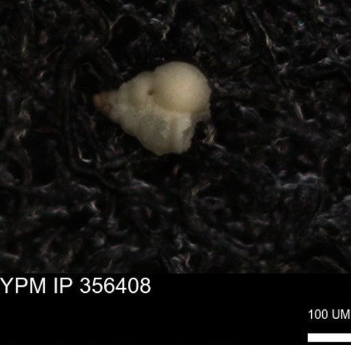 Heterohelicidae?