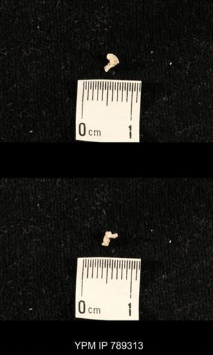 undet. Crinoidea