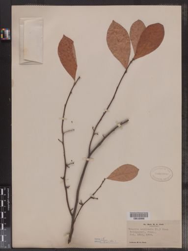 Benzoin aestivale