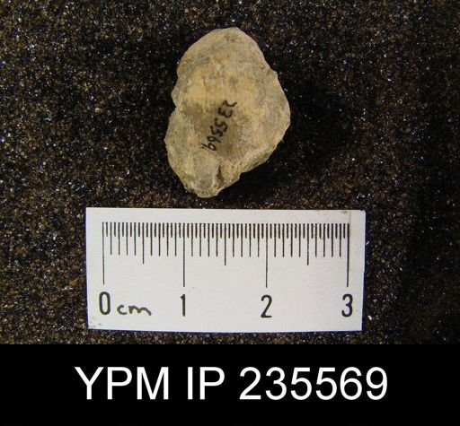 Productus sp.
