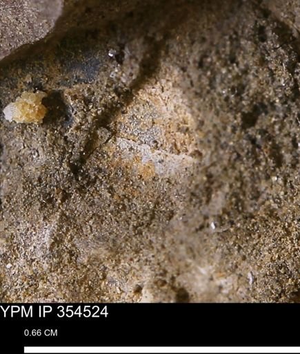 undet. Mollusca