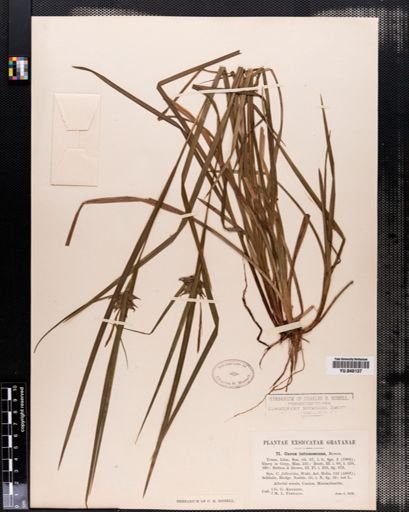 Carex intumescens