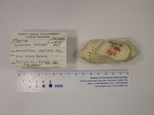 Teleoceras fossiger