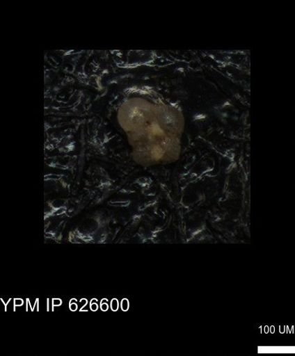 undet. Foraminiferida