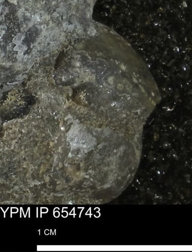 undet. Bivalvia