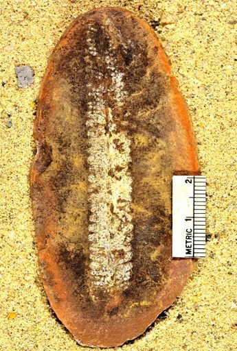 Pecopteris