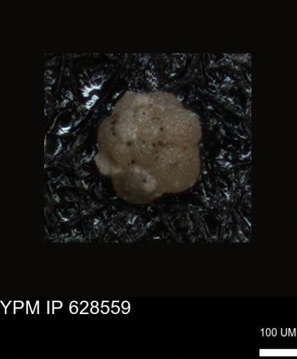 undet. Foraminiferida