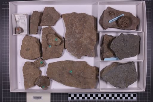 mixed taxa, stratigraphic collection