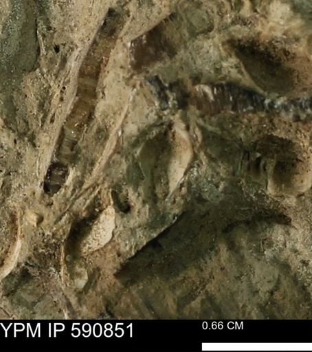 undet. Bivalvia