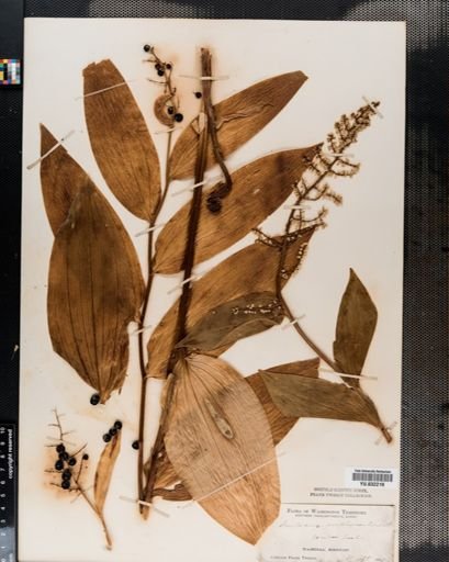 Maianthemum
