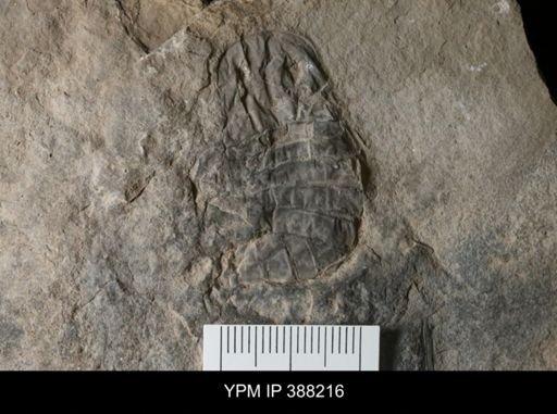 Eurypterus sp.