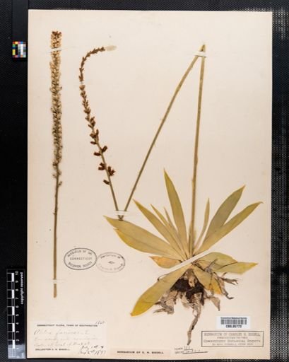 Aletris farinosa