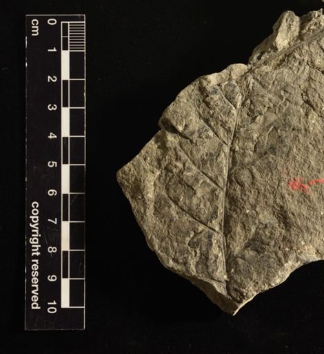 Sphenopteris sp.