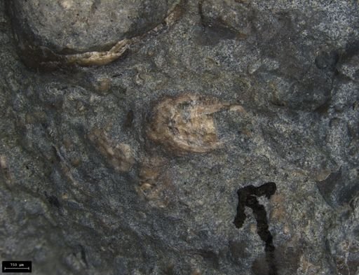 Aplocoma damesii