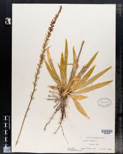Aletris farinosa