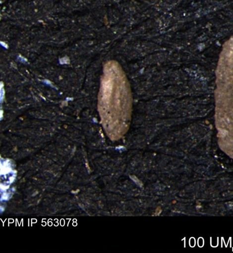 Miliammina manitobensis