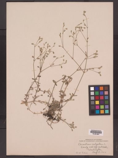 Cerastium vulgatum