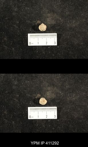 Euphemites carbonarius