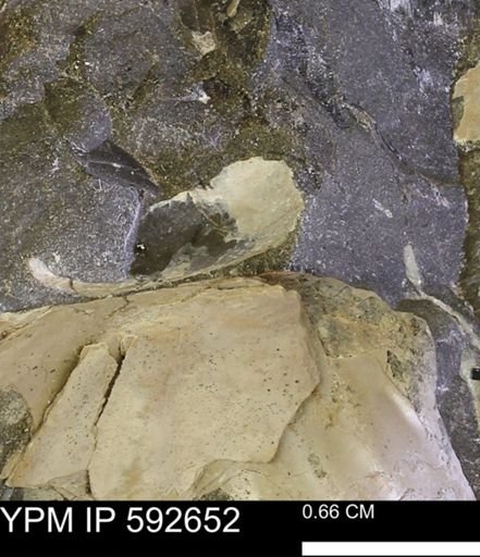 undet. Bivalvia