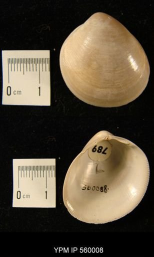 Laevicardium laevigatum