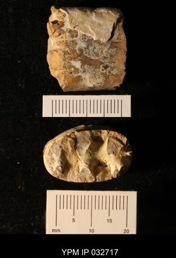 Baculites gilberti