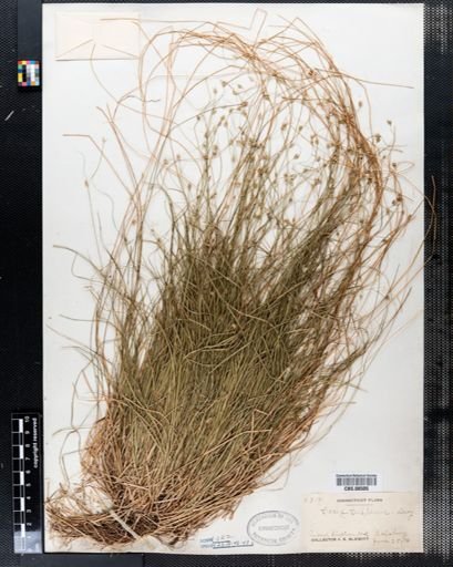 Carex trisperma