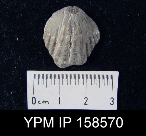 Rhynchotrema perlamellosa