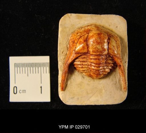 Cryptolithus concentricus