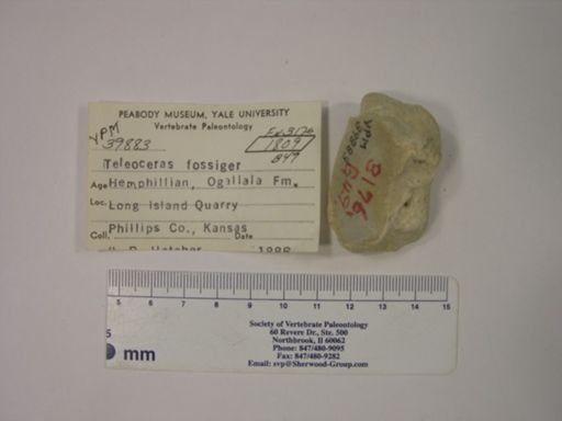 Teleoceras fossiger