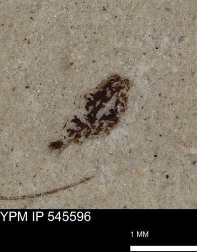 Coleoptera?