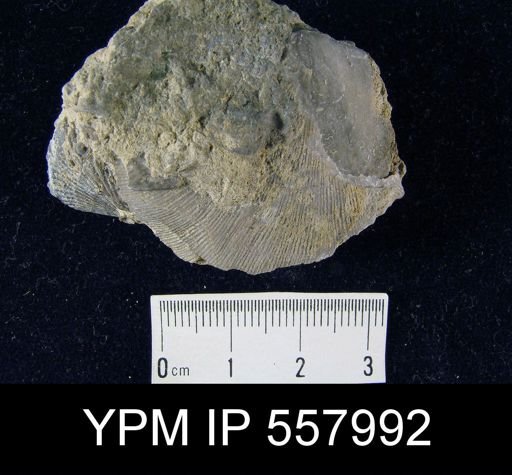 Schizophoria?