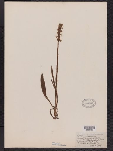 Spiranthes cernua