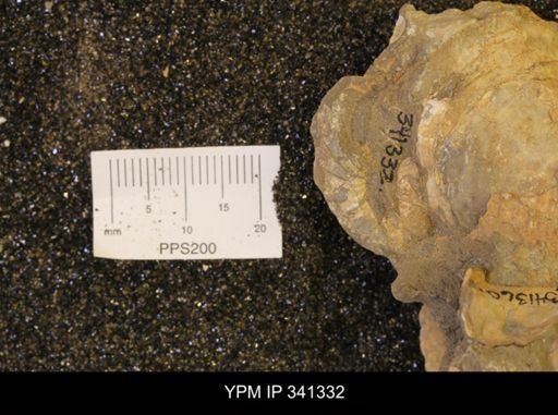 Inoceramus sp.