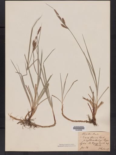 Carex