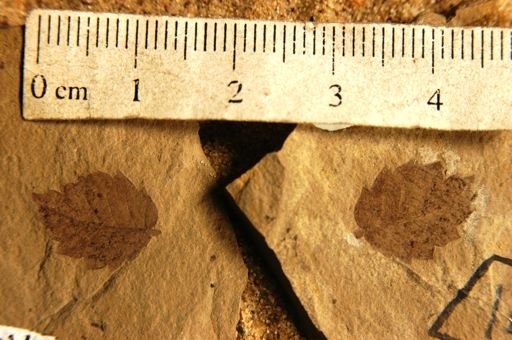 Zelkova oregoniana