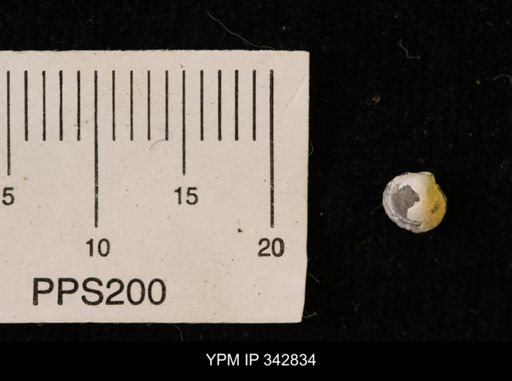 Protocardia sp.