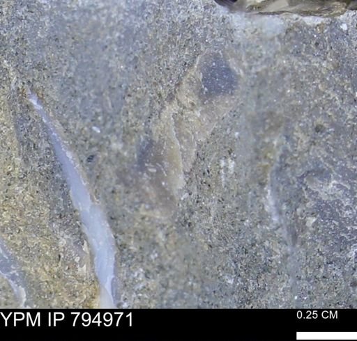 undet. Bivalvia
