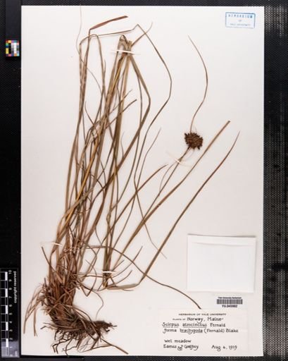 Scirpus atrocinctus