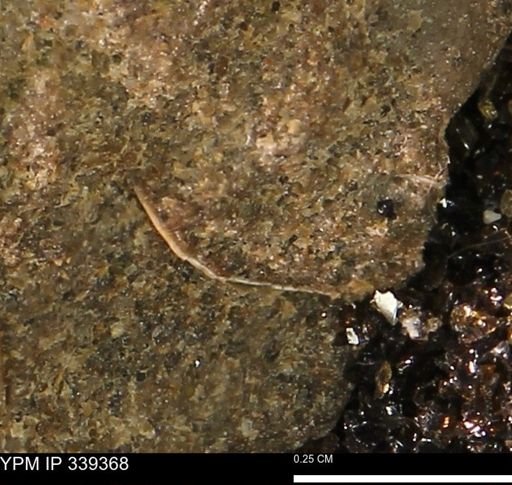 undet. Mollusca