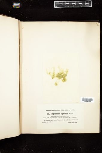 Stigeoclonium flagelliferum