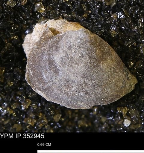 Limopsis striatopunctatus