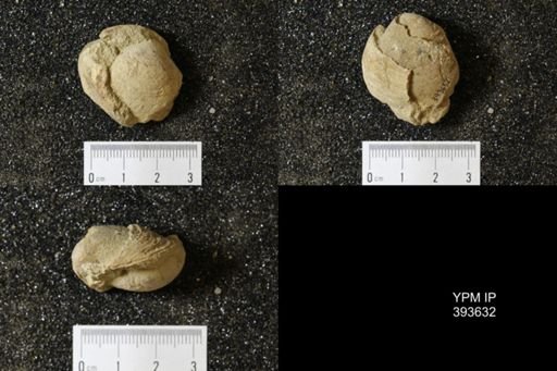 Corbicula?