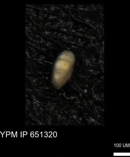 undet. Foraminiferida