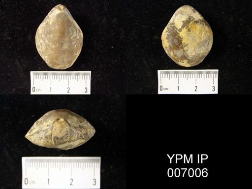 Cryptonella calvini