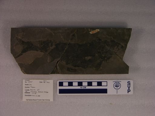 undet. Gnathostomata
