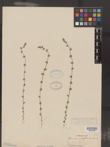 Legousia perfoliata
