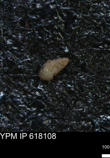 undet. Foraminiferida